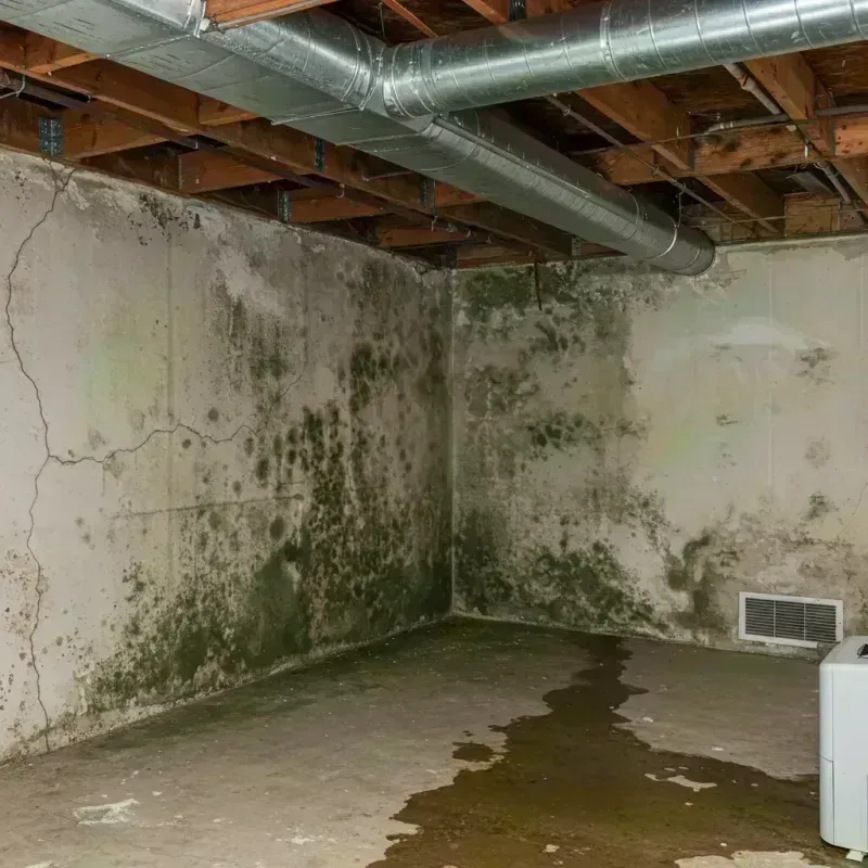 Professional Mold Removal in Marathon, FL